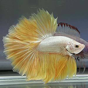 Yellow Gold Dragon Rosetail Betta - Aqua Planet